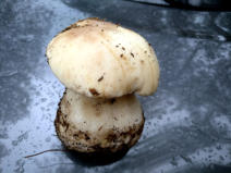 Steinpilz, gefunden 2019 in Polen